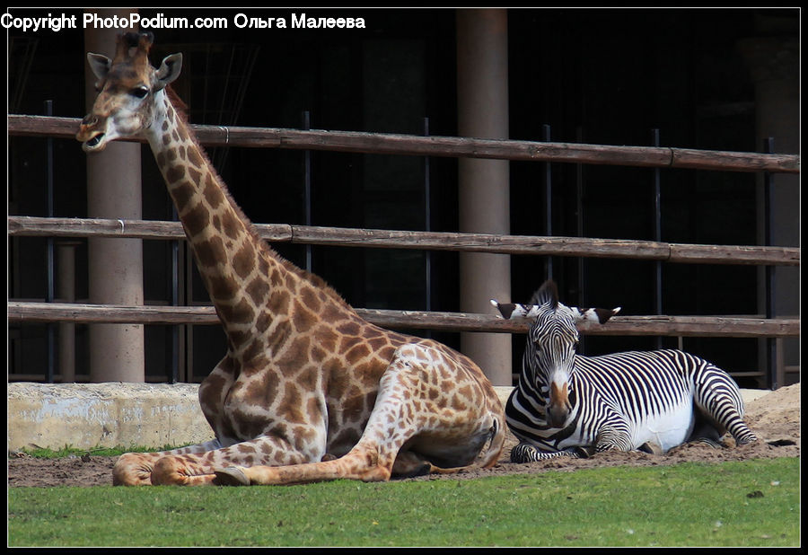 Animal, Giraffe, Mammal, Zebra