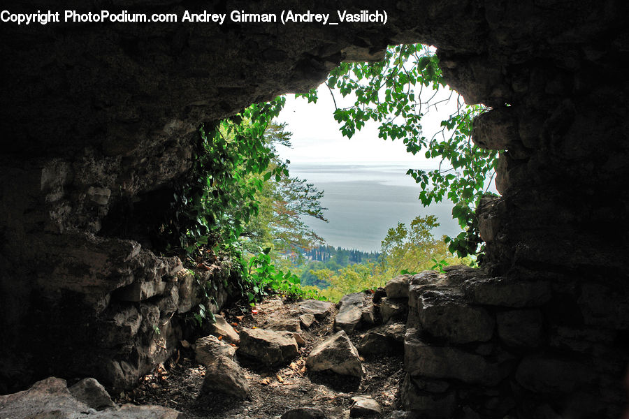 Ivy, Plant, Vine, Hole, Cave, Tree, Rock