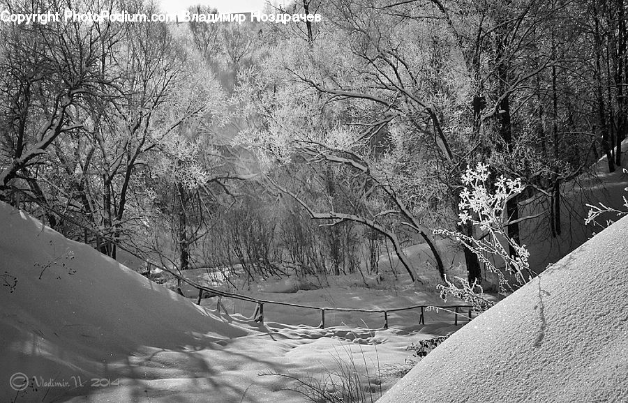 Ice, Outdoors, Snow, Path, Trail, Forest, Vegetation