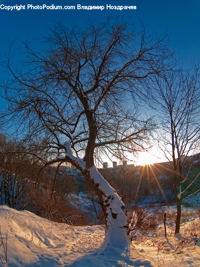 Oak, Tree, Wood, Plant, Dirt Road, Gravel, Road