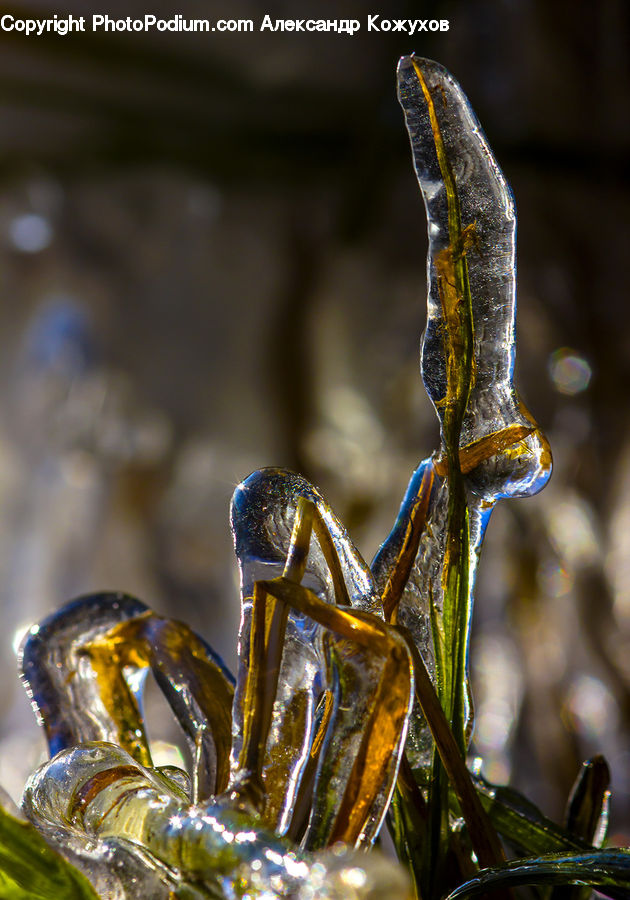 Ice, Outdoors, Snow, Arachnid, Insect, Invertebrate, Scorpion