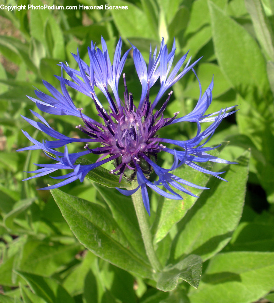 Blossom, Flora, Flower, Plant, Aster, Asteraceae, Dahlia