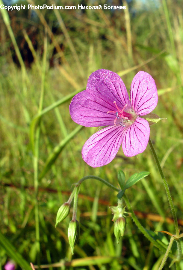 Blossom, Flora, Flower, Geranium, Plant, Fiber, Flax