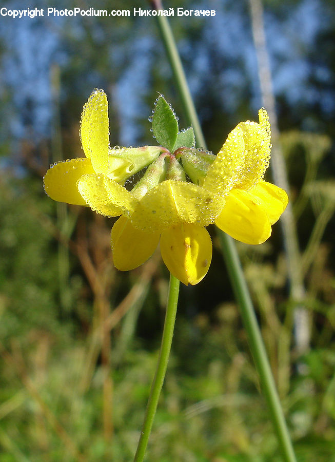 Blossom, Daffodil, Flora, Flower, Plant, Pollen, Crocus