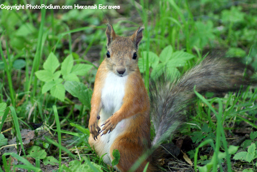 Animal, Mammal, Rodent, Squirrel, Field, Grass, Grassland