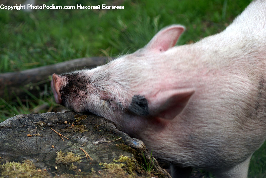 Animal, Boar, Hog, Mammal, Pig