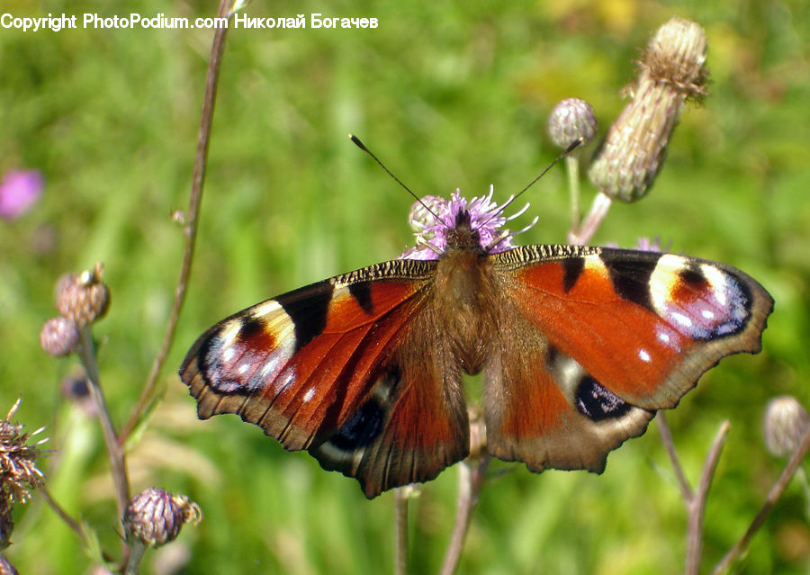 Butterfly, Insect, Invertebrate, Blossom, Flora, Flower, Plant