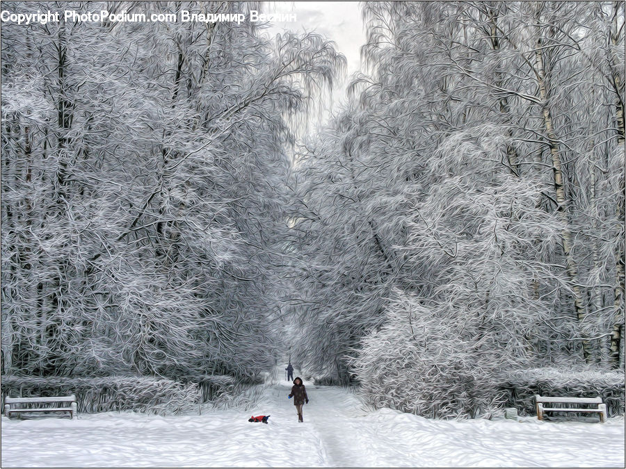 Ice, Outdoors, Snow, Forest, Vegetation, Plant, Tree