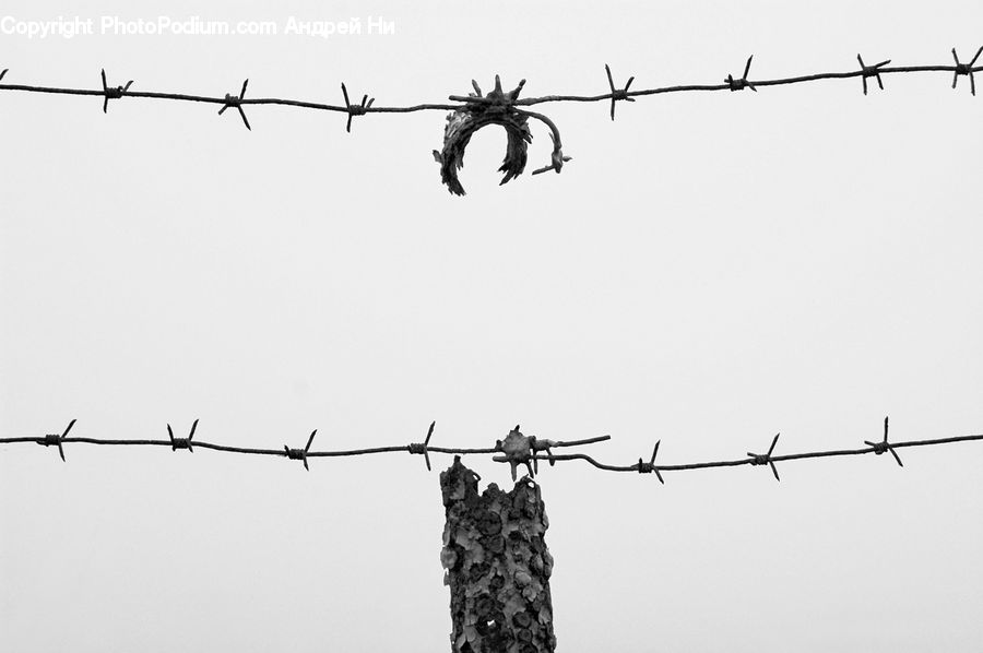 Wire, Plant, Vine, Ivy, Flying