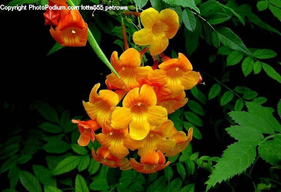 Blossom, Flora, Flower, Plant, Carrot, Root, Vegetable