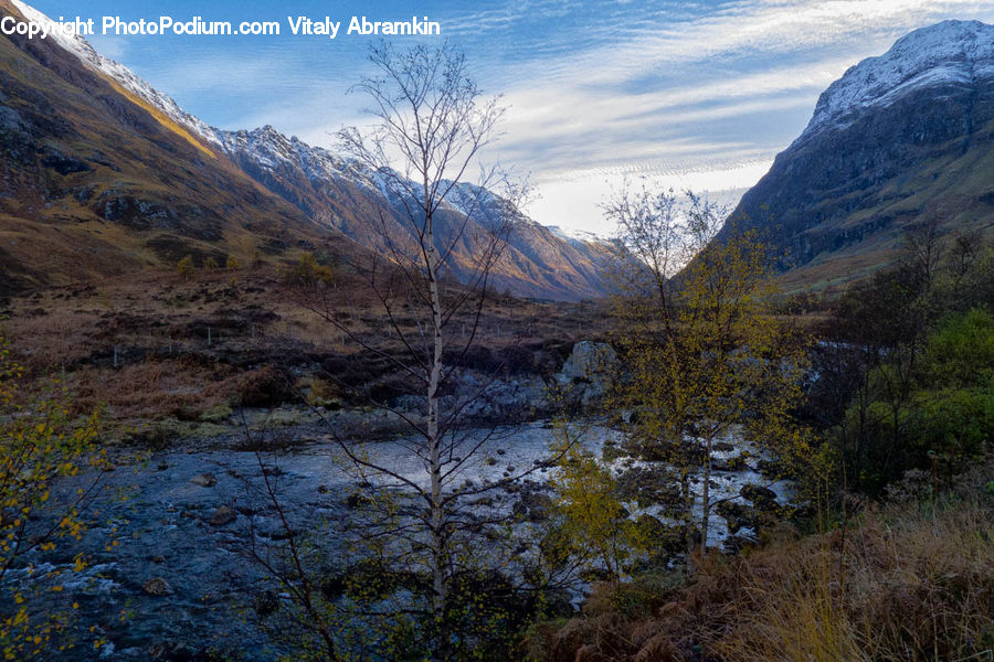 Birch, Tree, Wood, Mountain, Outdoors, Valley, Nature