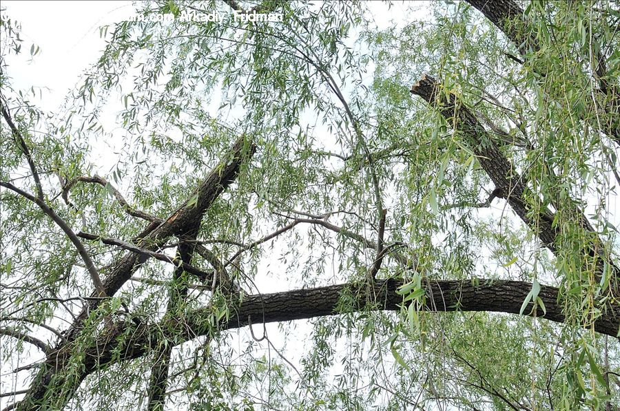 Accipiter, Bird, Forest, Jungle, Plant, Tree, Rainforest