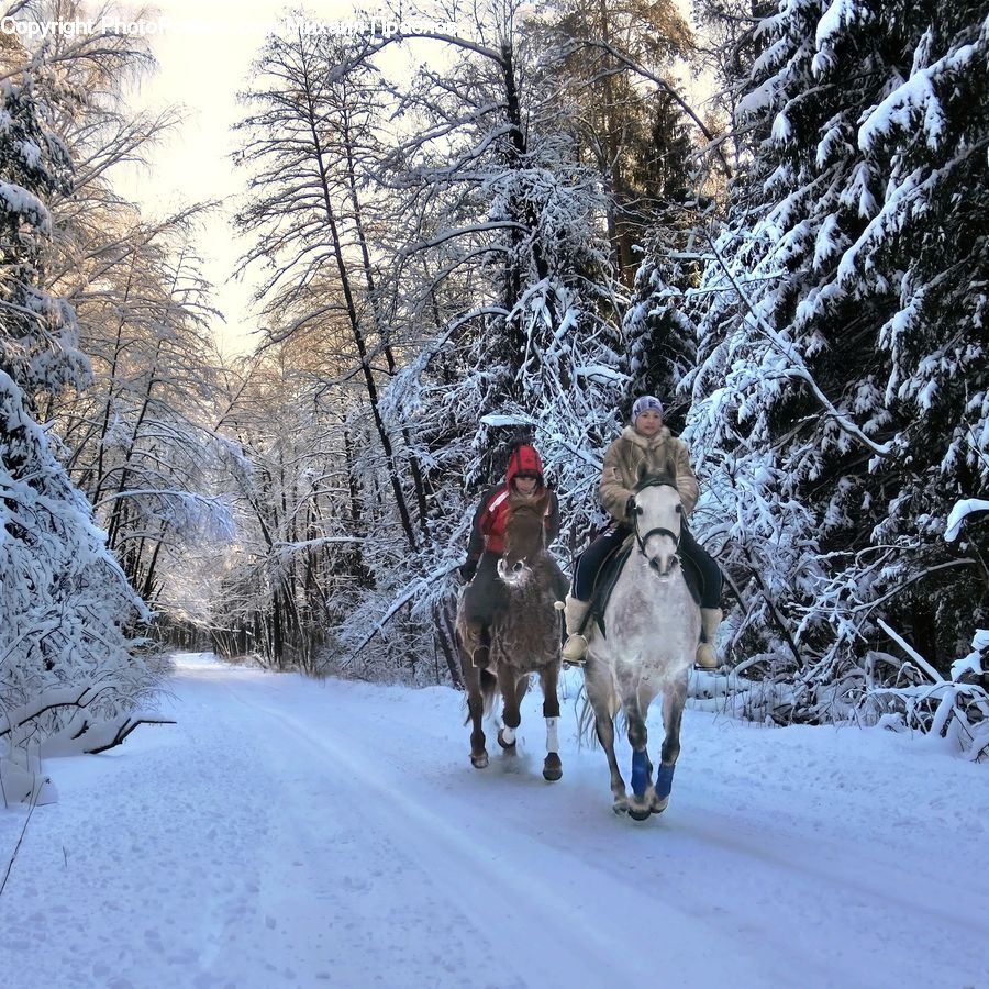 Dogsled, Sled, Ice, Outdoors, Snow, Forest, Vegetation