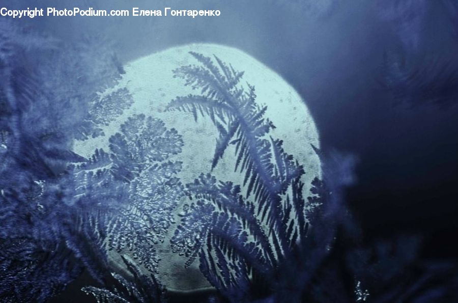 Frost, Ice, Outdoors, Snow, Conifer, Fir, Plant