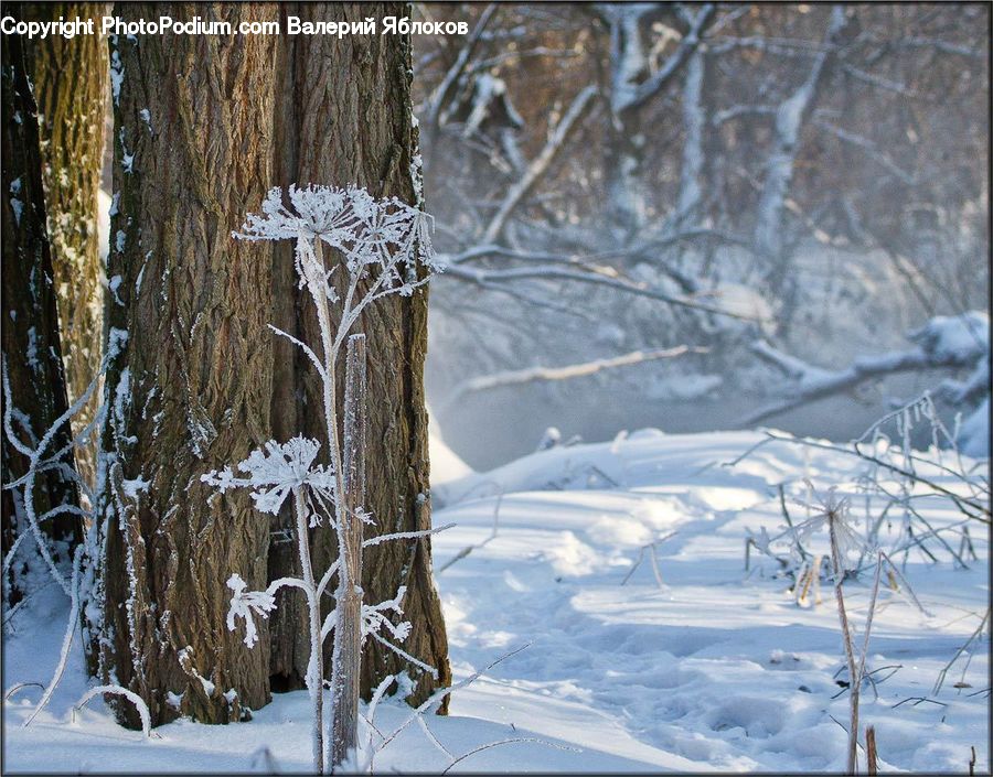 Frost, Ice, Outdoors, Snow, Conifer, Fir, Plant
