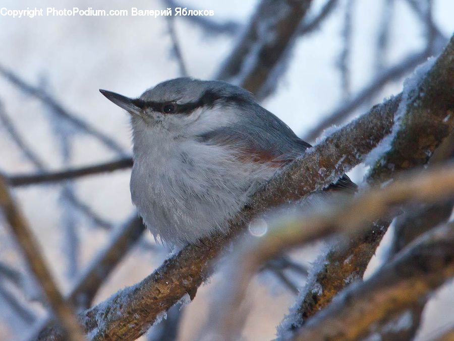 Bird, Wren, Blue Jay, Bluebird, Jay