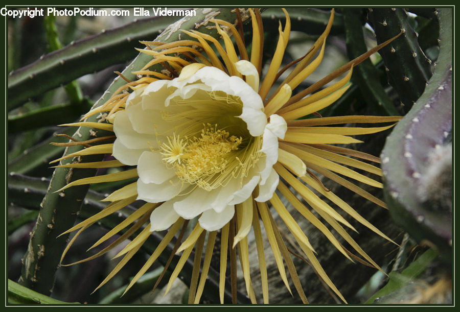 Cactus, Plant, Blossom, Flora, Flower, Bird, Parakeet