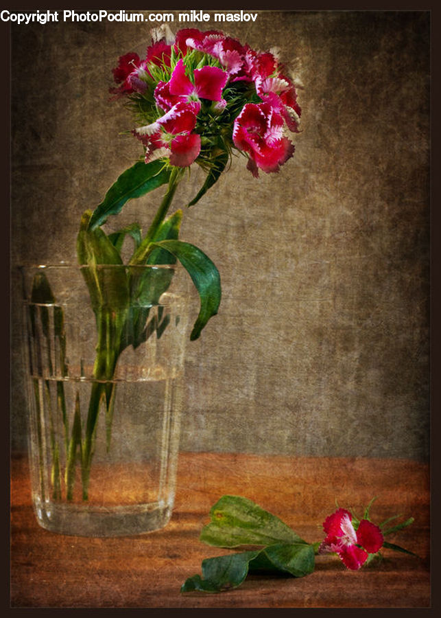 Blossom, Carnation, Flower, Plant, Floral Design, Flower Arrangement, Flower Bouquet