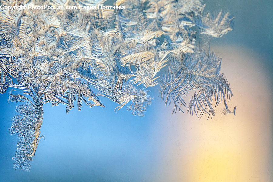 Frost, Ice, Outdoors, Snow, Conifer, Fir, Plant