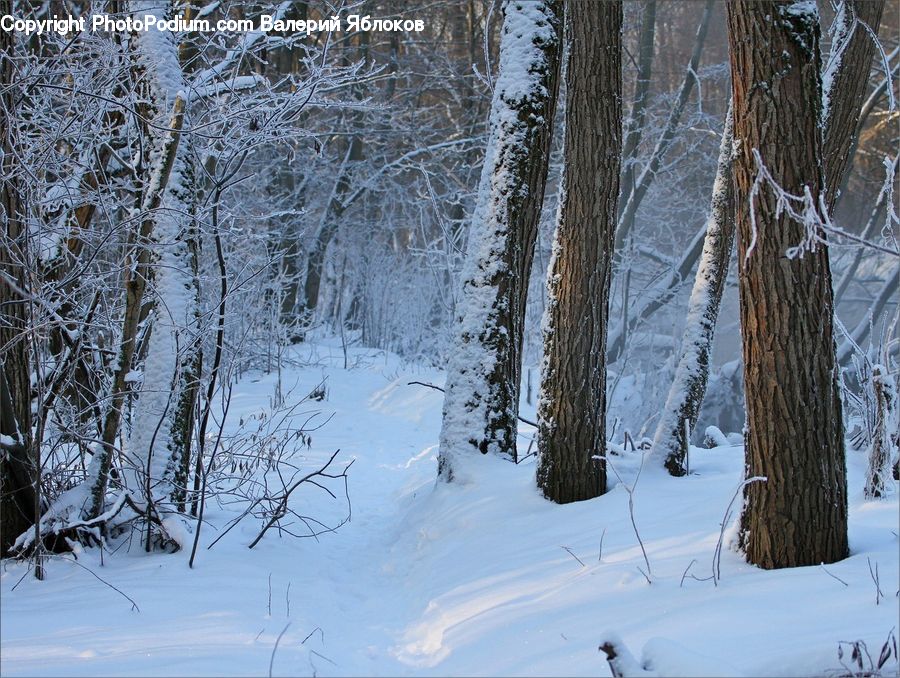 Forest, Vegetation, Birch, Tree, Wood, Conifer, Fir