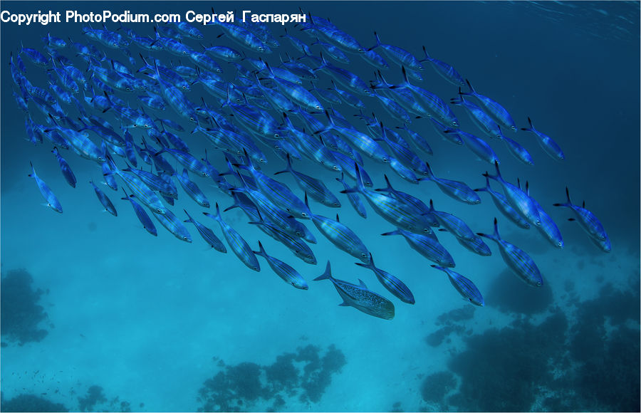 Fish, Sea Life, Coral Reef, Outdoors, Reef, Sea, Water