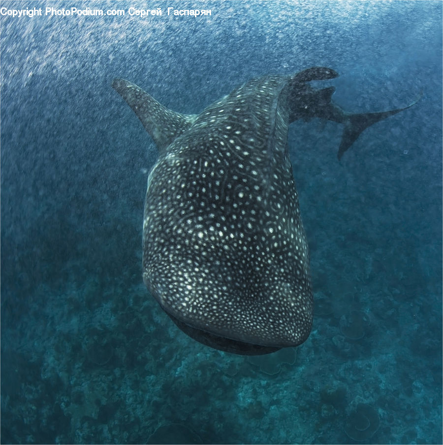 Fish, Sea Life, Water, Outdoors, Sea, Ocean, Manta Ray