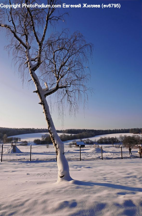 Plant, Tree, Birch, Wood, Landscape, Nature, Scenery