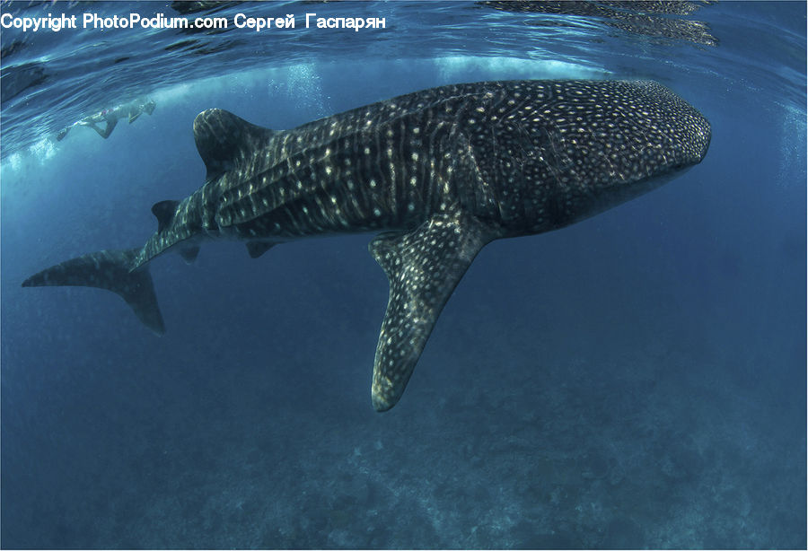 Animal, Fish, Humpback, Sea Life, Whale