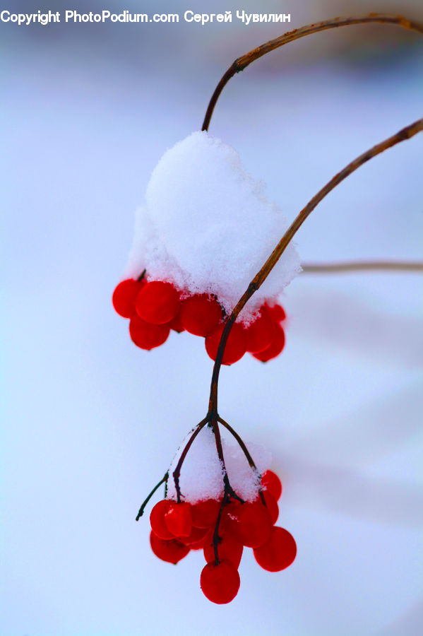 Blossom, Flora, Flower, Geranium, Plant, Cherry, Fruit