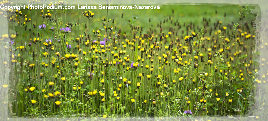 Blossom, Daffodil, Flora, Flower, Plant, Bush, Vegetation
