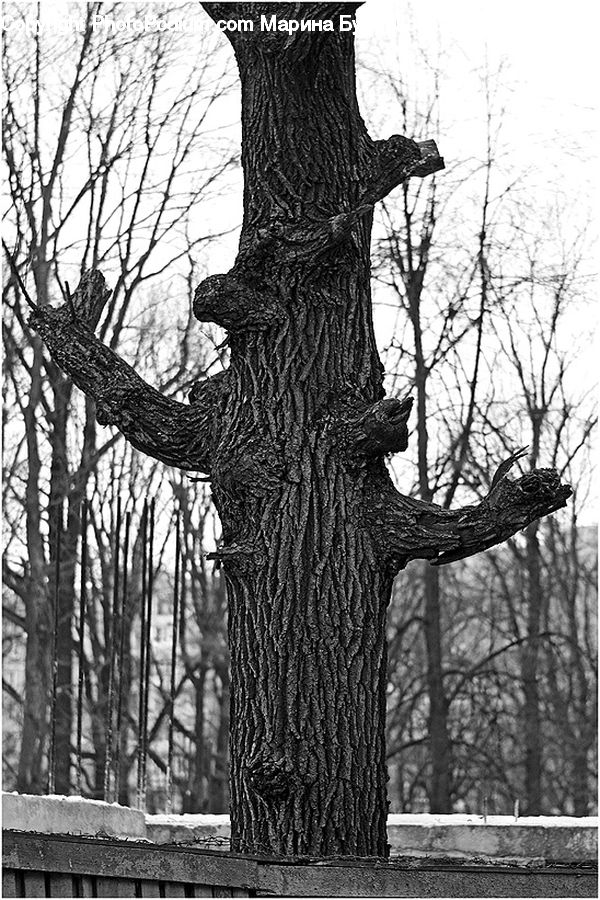 Oak, Tree, Wood, Art, Sculpture, Statue, Plant
