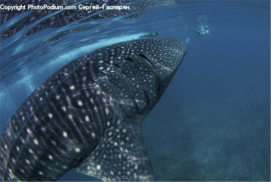 Animal, Fish, Humpback, Sea Life, Whale