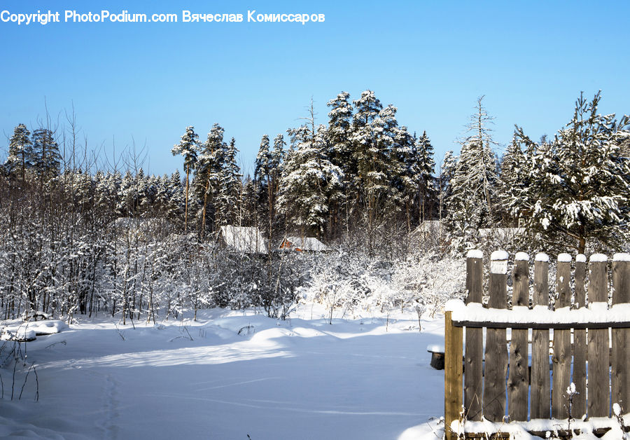 Landscape, Nature, Scenery, Ice, Outdoors, Snow, Conifer