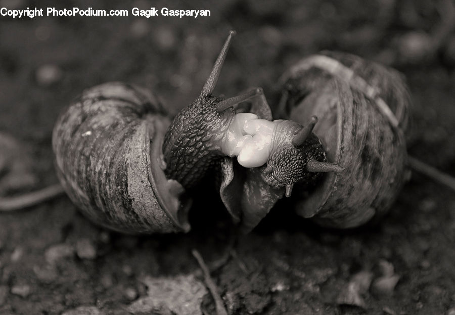 Acorn, Plant, Seed