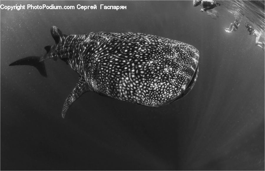 Animal, Fish, Mammal, Sea Life, Whale, Puffer
