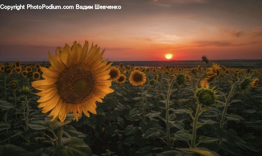 Blossom, Flora, Flower, Plant, Sunflower, Vegetation, Daisies