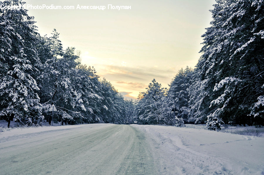 Conifer, Fir, Plant, Tree, Dirt Road, Gravel, Road