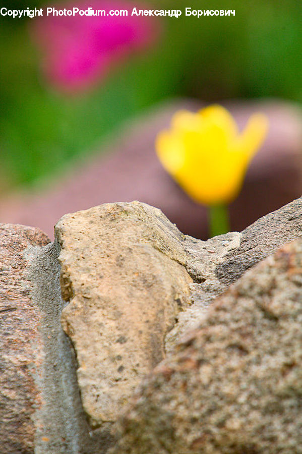 Blossom, Crocus, Flora, Flower, Plant, Weed, Rock
