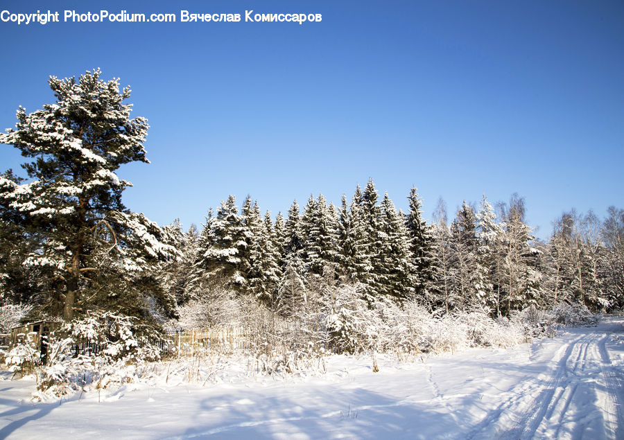 Conifer, Fir, Spruce, Wood, Plant, Tree, Ice