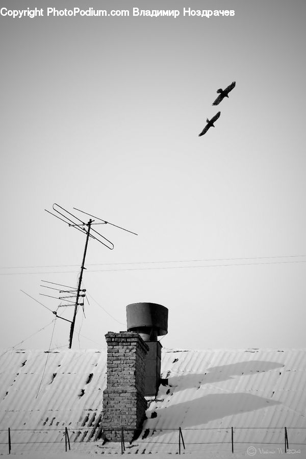 Antenna, Bird, Buzzard, Harrier, Hawk, Vulture, Brick