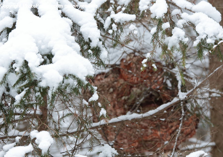 Conifer, Fir, Plant, Tree, Bird Nest, Nest, Field
