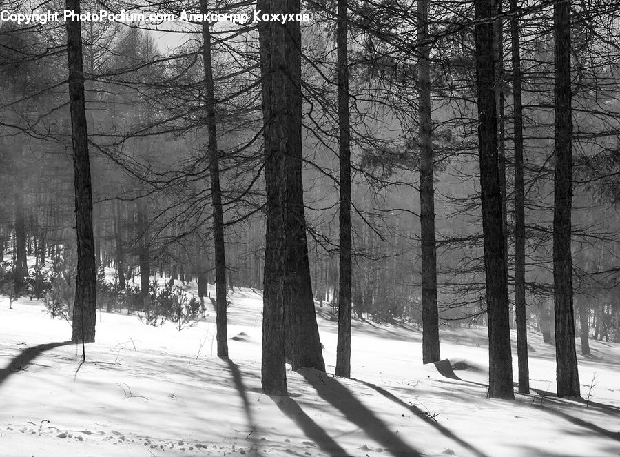 Plant, Tree, Forest, Vegetation, Ice, Outdoors, Snow