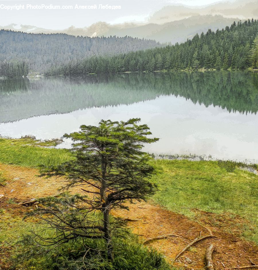 Dirt Road, Gravel, Road, Conifer, Field, Fir, Grass