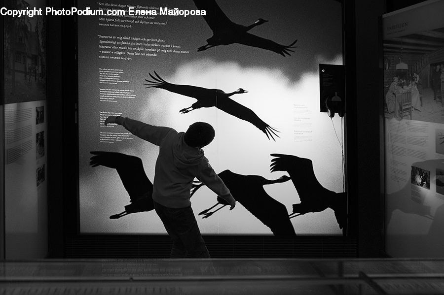Silhouette, Building, Office Building, Bird, Blackbird, Crow, Paper