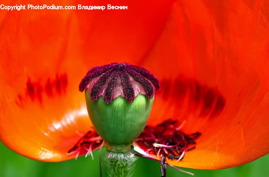 Blossom, Flora, Flower, Plant, Poppy, Bud, Geranium