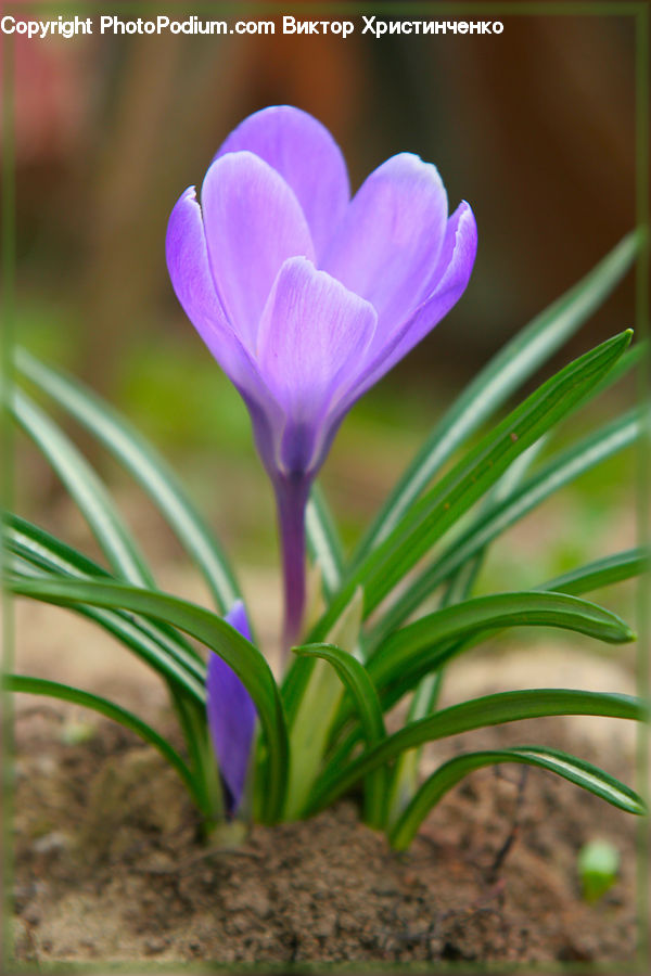 Blossom, Crocus, Flora, Flower, Plant