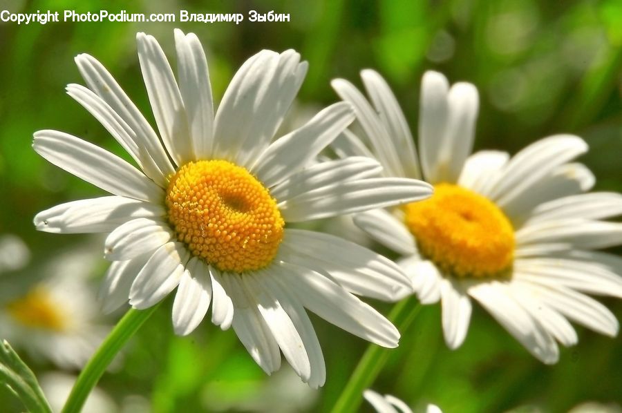 Daisies, Daisy, Flower, Plant, Blossom, Flora, Asteraceae