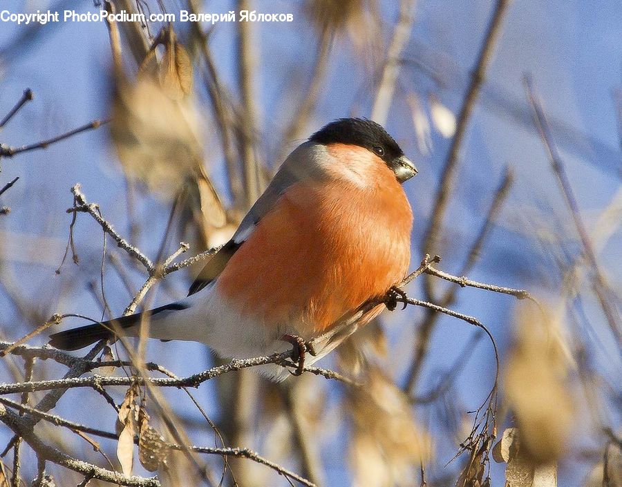 Bird, Blue Jay, Bluebird, Jay, Flagstone, Robin, Insect