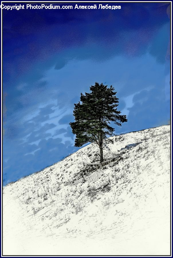 Outdoors, Plateau, Conifer, Fir, Plant, Tree, Pine