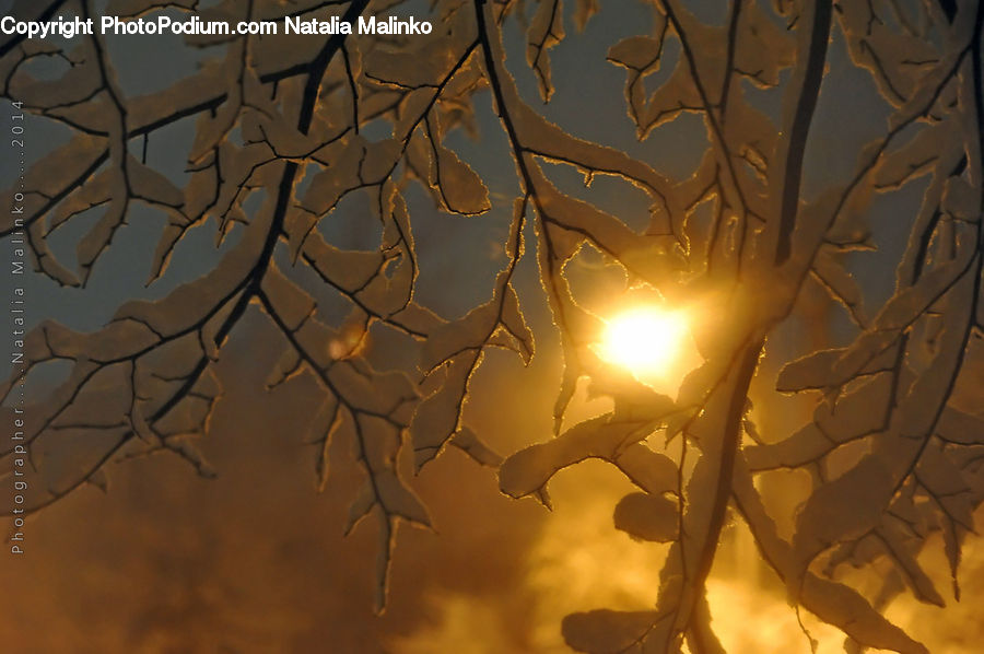 Dawn, Dusk, Sky, Sunrise, Sunset, Plant, Tree